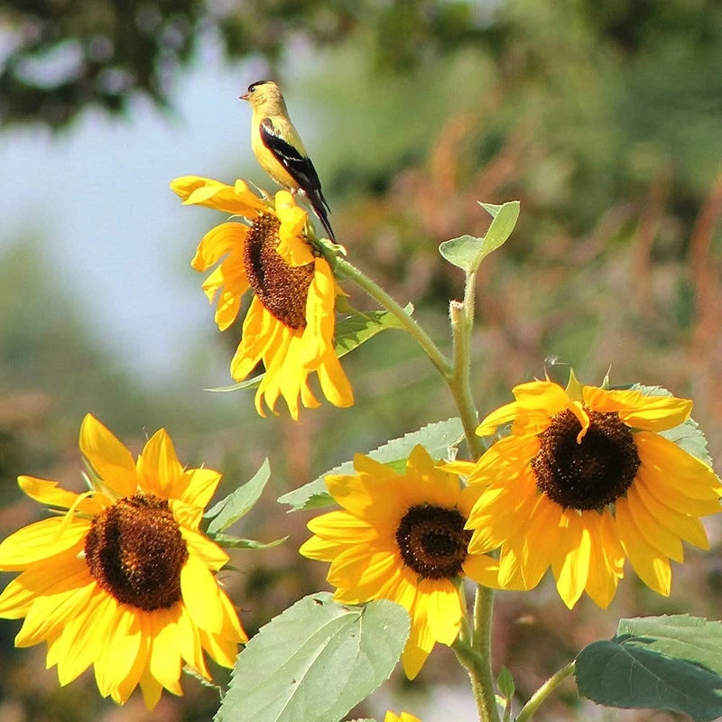 Backyard Birding Wildflower Seed Mix - Image 5