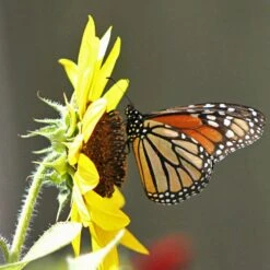 Buzz & Flutter Pollinator Wildflower Seed Collection