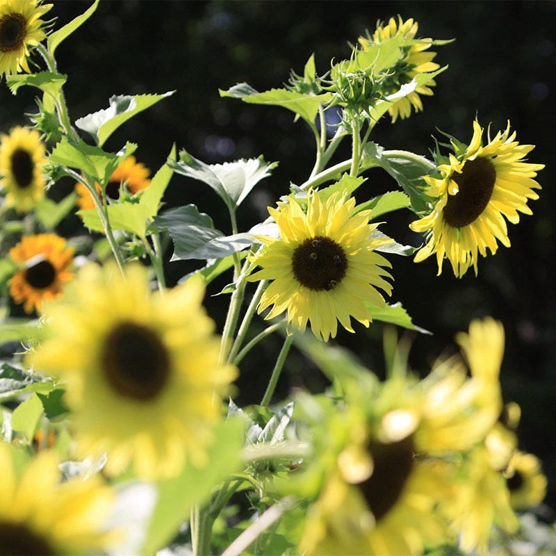 Sunflower Seed Mix - Image 4