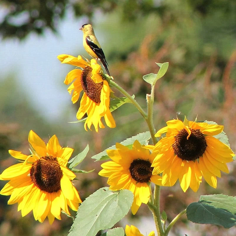 Buzz & Flutter Pollinator Wildflower Seed Collection - Image 6