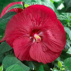 Luna™ Red Hibiscus