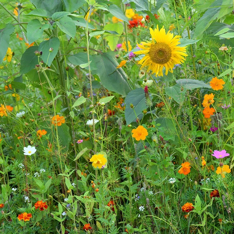 Honey Bee Wildflower Seed Mix - Image 3