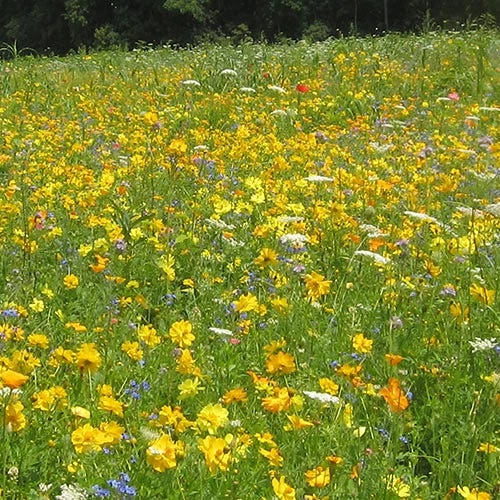 Pollinator Habitat Wildflower Seed Collection - Image 10