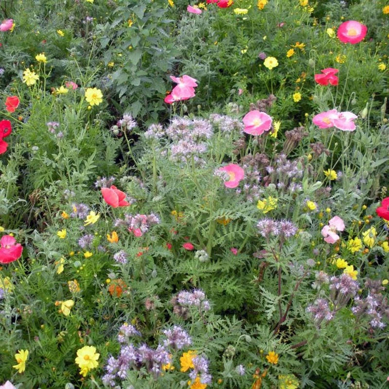 Honey Bee Wildflower Seed Mix - Image 2