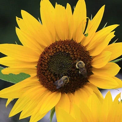 Pollinator Habitat Wildflower Seed Collection - Image 9