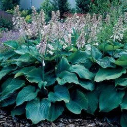 Blue Angel Hosta