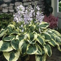 Wide Brim Hosta