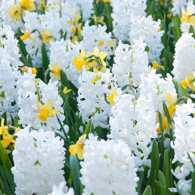 Carnegie Hyacinth - Image 5