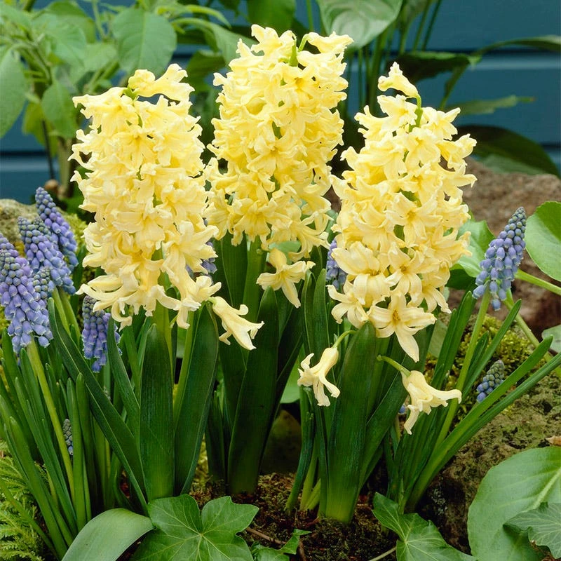 Spring Dawn Hyacinth Bulb Collection - Image 3