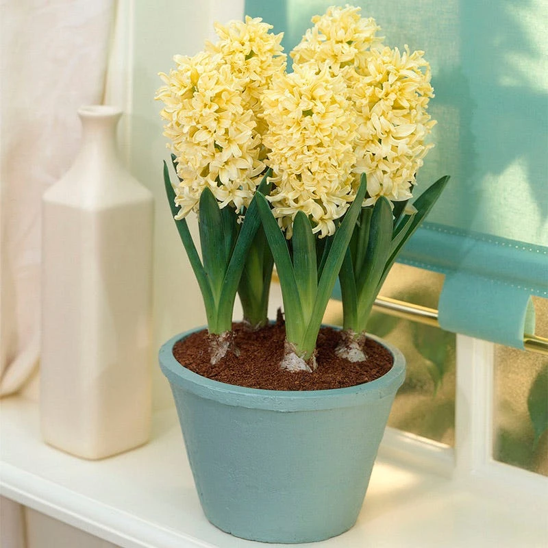 Gipsy Princess Hyacinth - Image 4