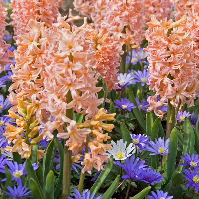 Spring Dawn Hyacinth Bulb Collection - Image 4