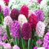 Purple Hyacinth Mix
