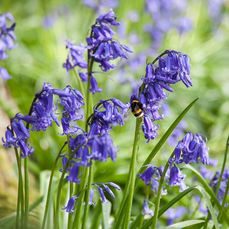 English Bluebells