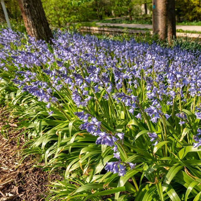 English Bluebells - Image 3