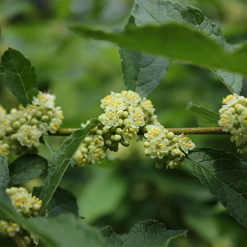 Southern Gentleman Winterberry - Image 3