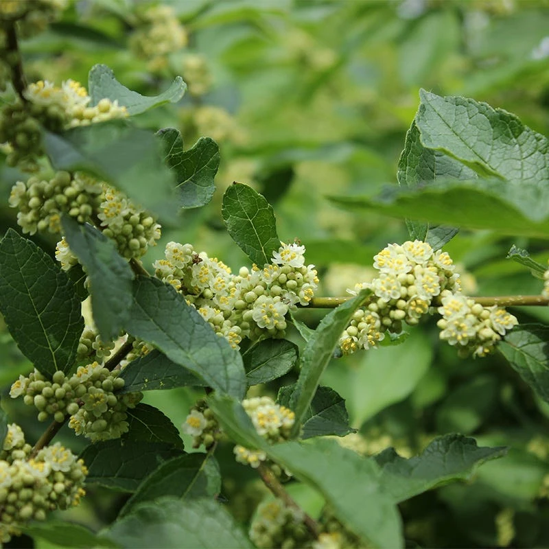 Southern Gentleman Winterberry - Image 5