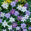 Ipheion Mix