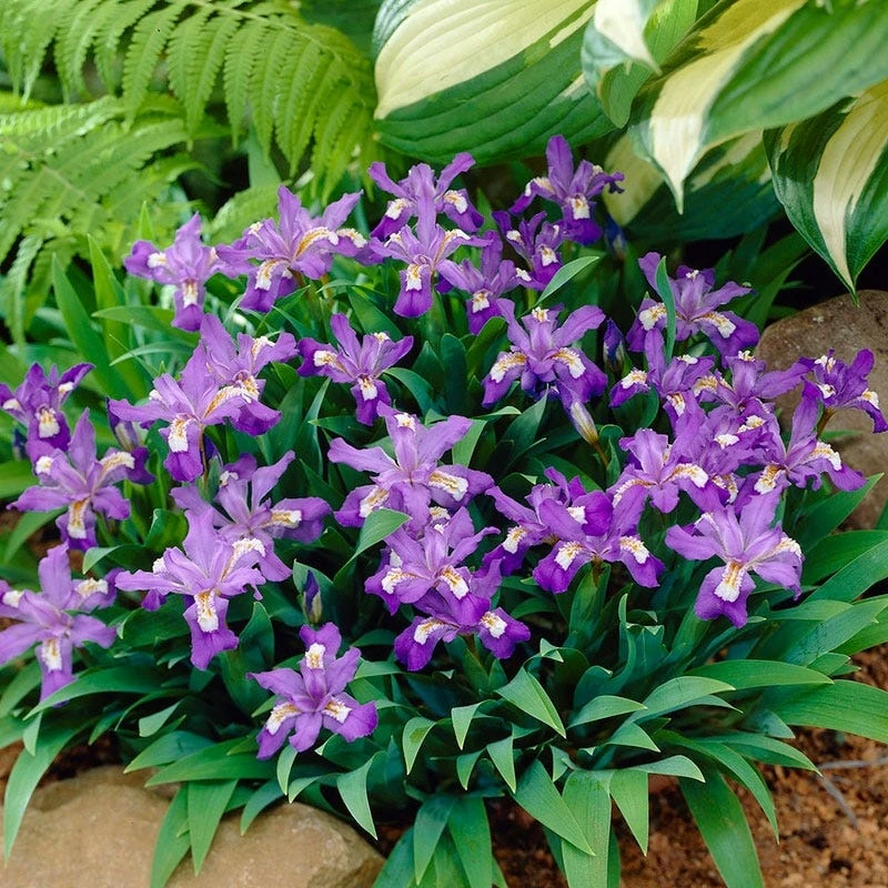 Dwarf Crested Iris