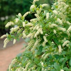 Henry's Garnet Virginia Sweetspire