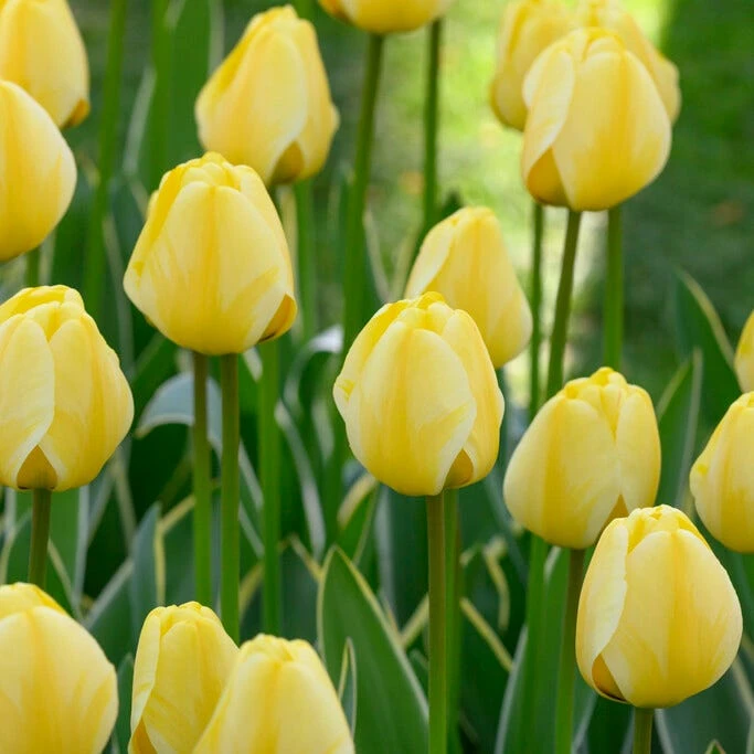 Jaap Groot Darwin Tulip - Image 2