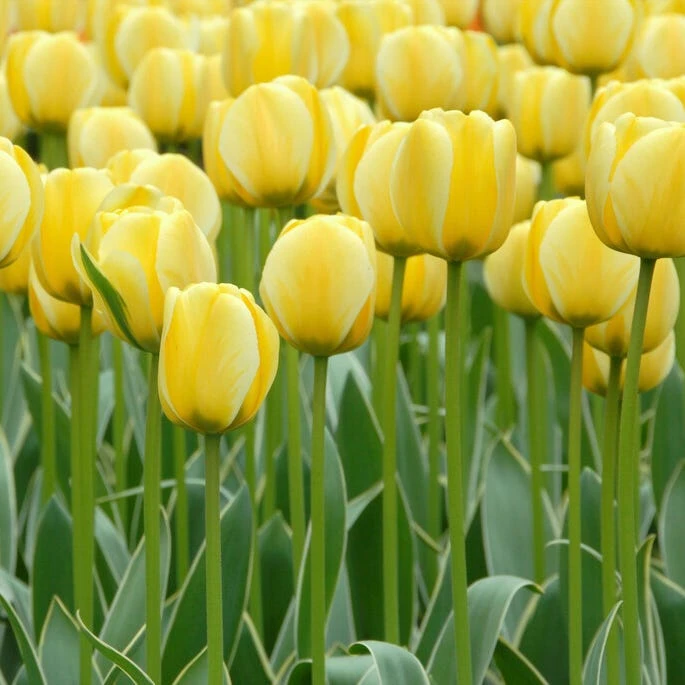 Jaap Groot Darwin Tulip - Image 3