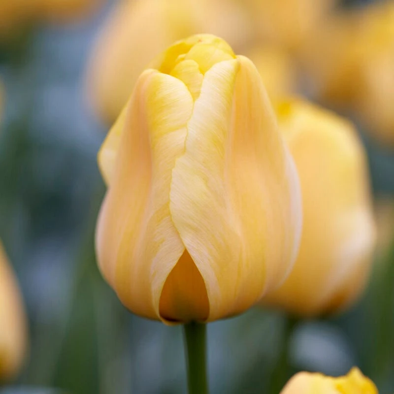 Jaap Groot Darwin Tulip - Image 4