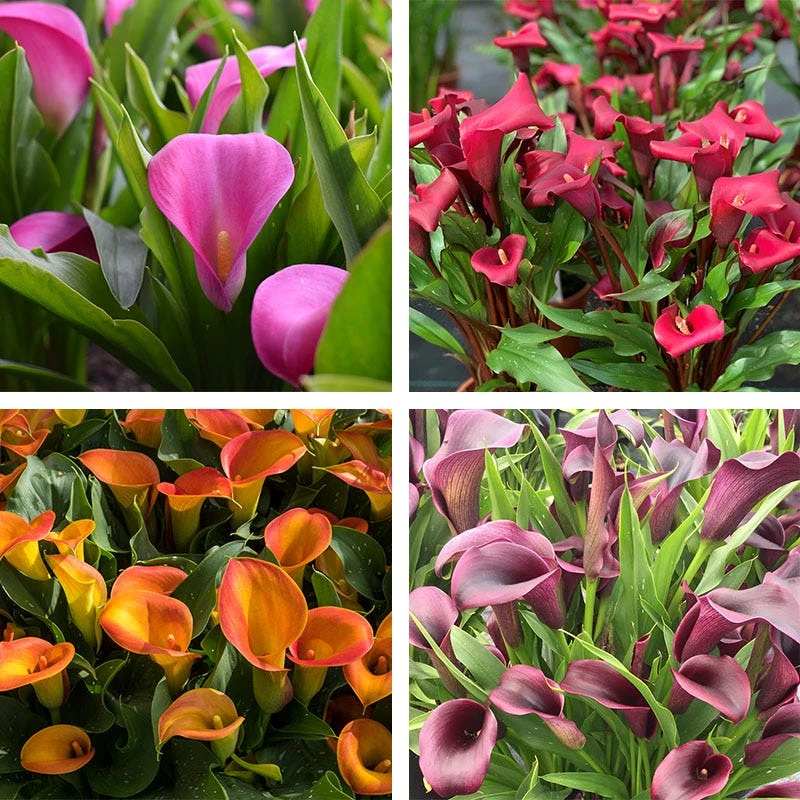 Jewelbox Calla Collection - Image 2