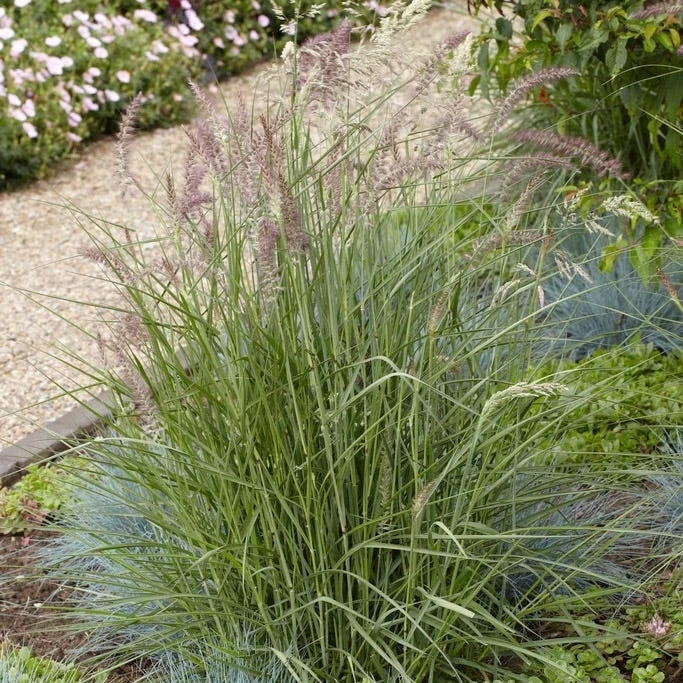 Karley Rose Fountain Grass - Image 5