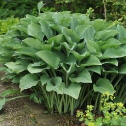 Krossa Regal Hosta