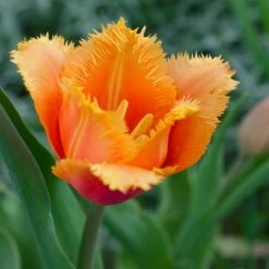 Lambada Fringed Tulip