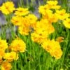 Lance Leaf Coreopsis Seeds