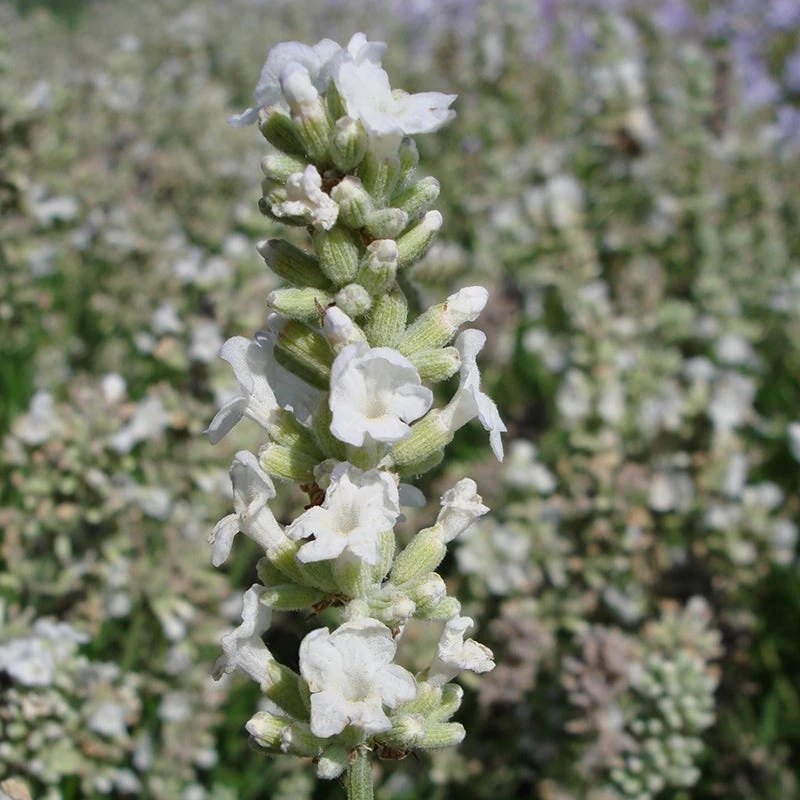 Ellagance Snow English Lavender - Image 2