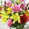 Asiatic Lily Mix