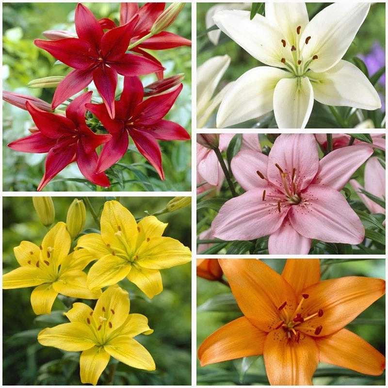 Asiatic Lily Mix - Image 4