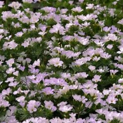 Mountain Phlox Seeds