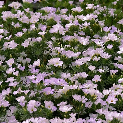 Mountain Phlox Seeds