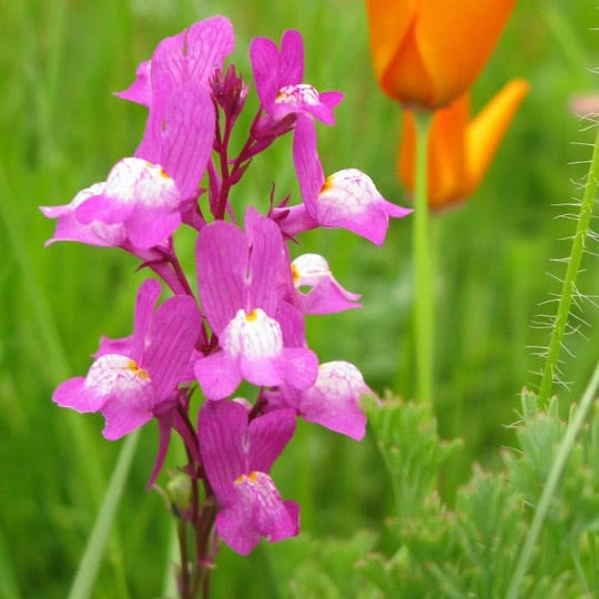 Texas Bluebonnet & Baby Snapdragon Seed Combo - Image 3