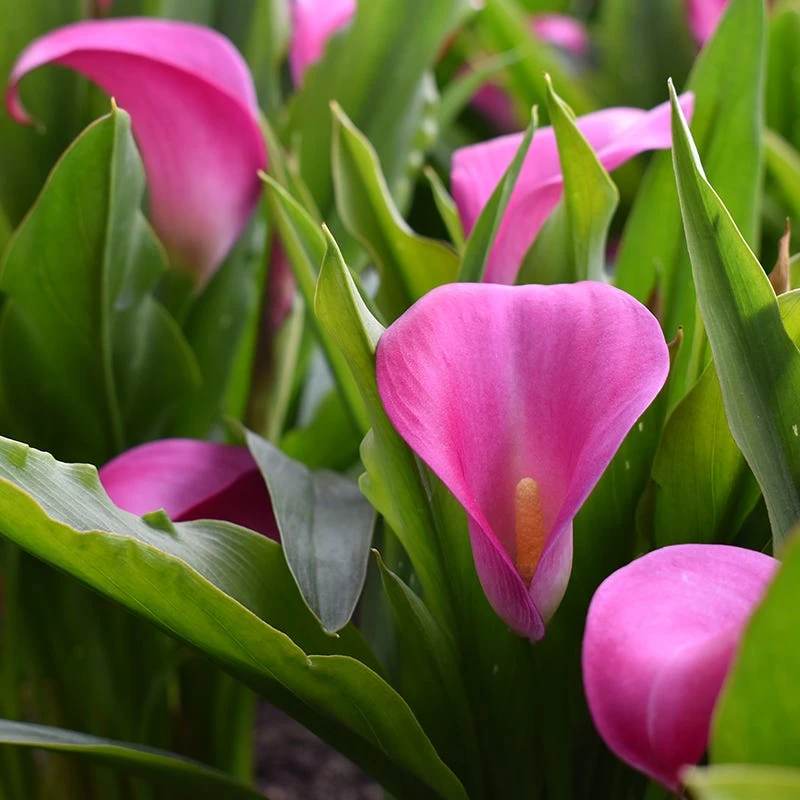 Jewelbox Calla Collection - Image 3