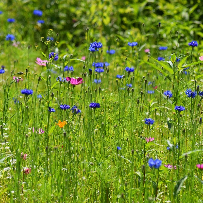 All Annual Bold Color Wildflower Seed Mix - Image 6