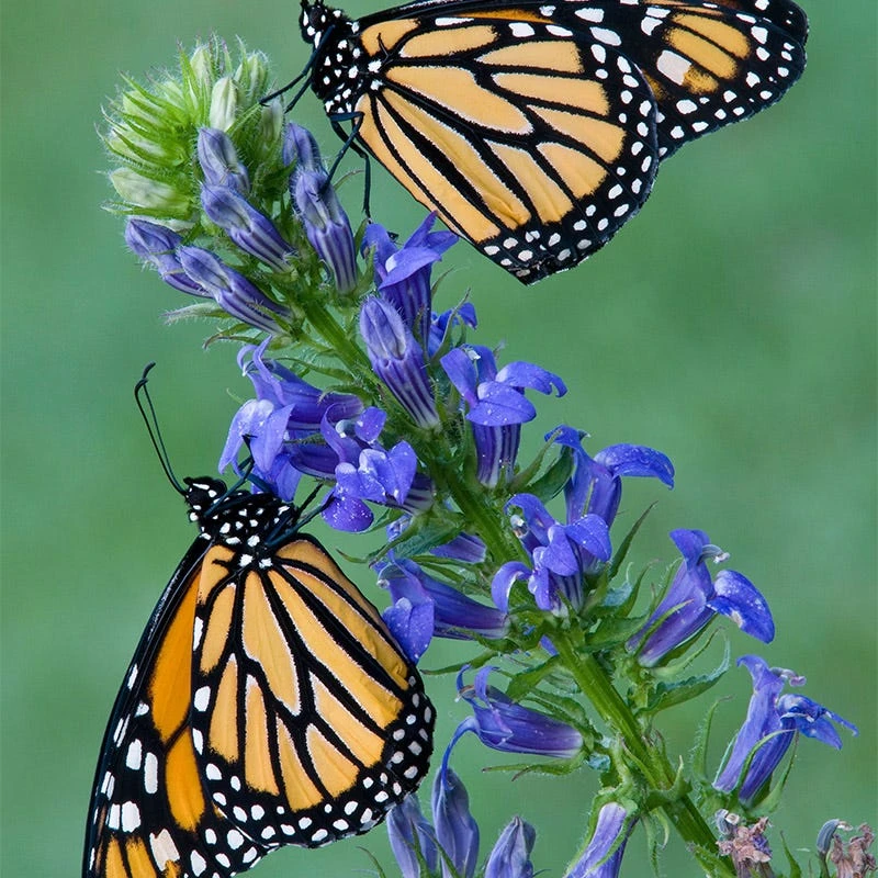 Great Blue Lobelia - Image 2
