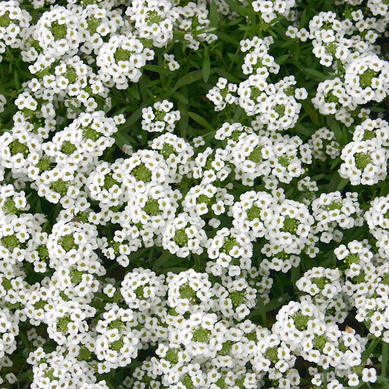 Sweet Alyssum Seeds - Image 4