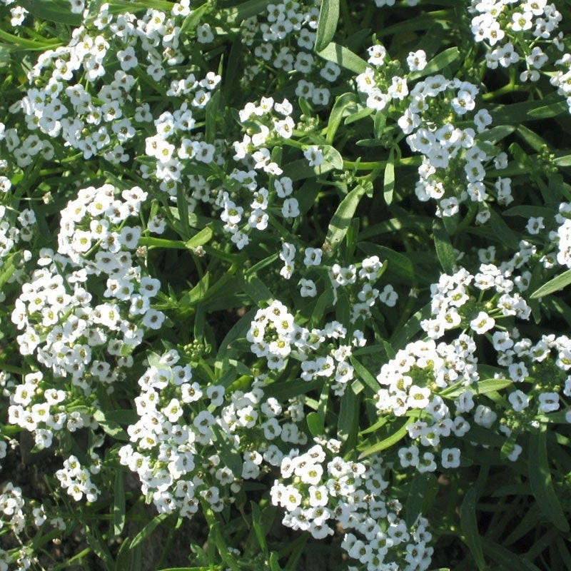 Sweet Alyssum Seeds - Image 8