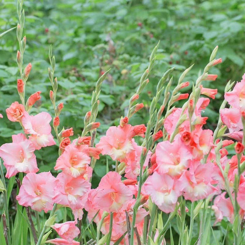 Louise Gladiolus