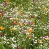 Low Grow Wildflower Seed Mix
