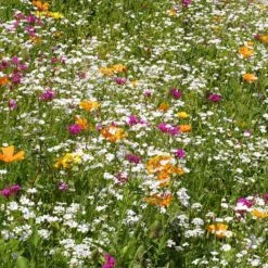 Low Grow Wildflower Seed Mix