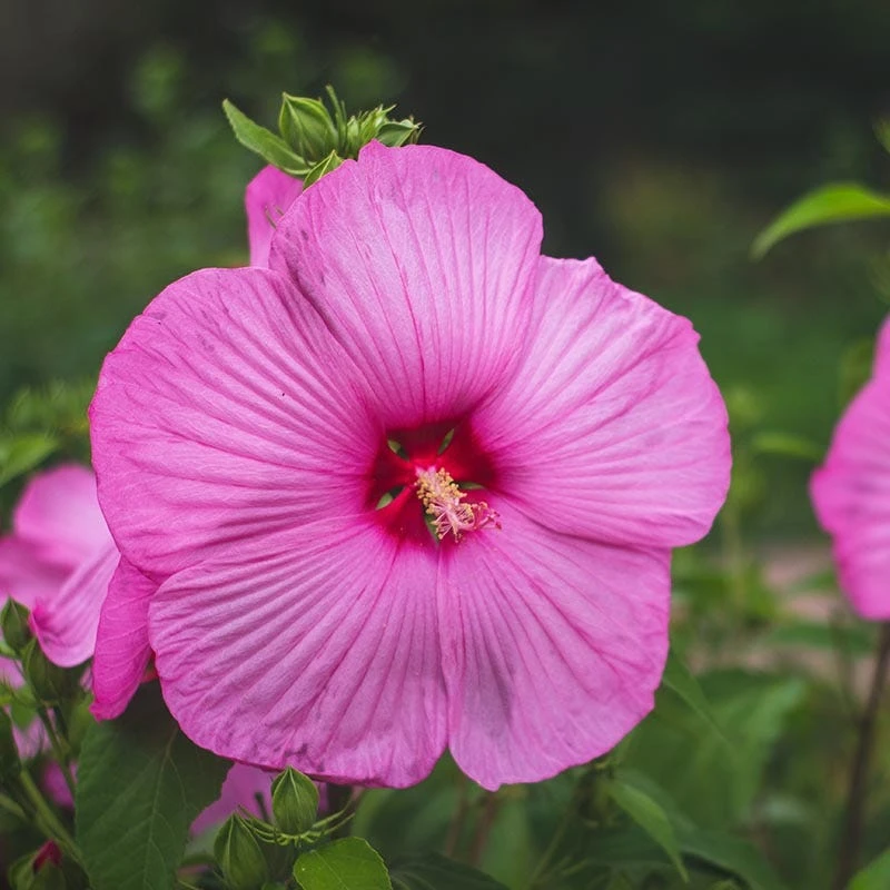 Luna™ Rose Hibiscus - Image 2