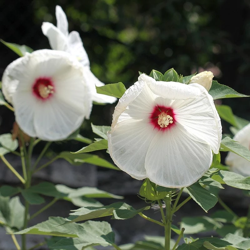 Luna™ White Hibiscus - Image 5