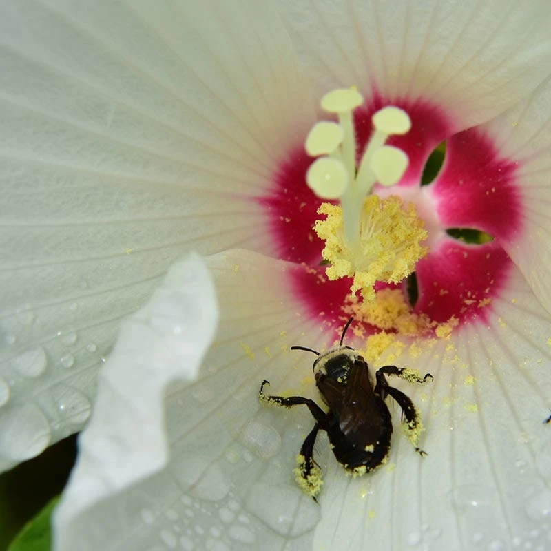 Luna™ White Hibiscus - Image 3