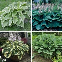 Lush Hosta Collection