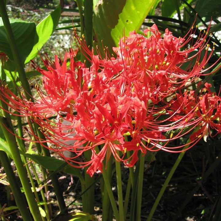 Red Spider Lily